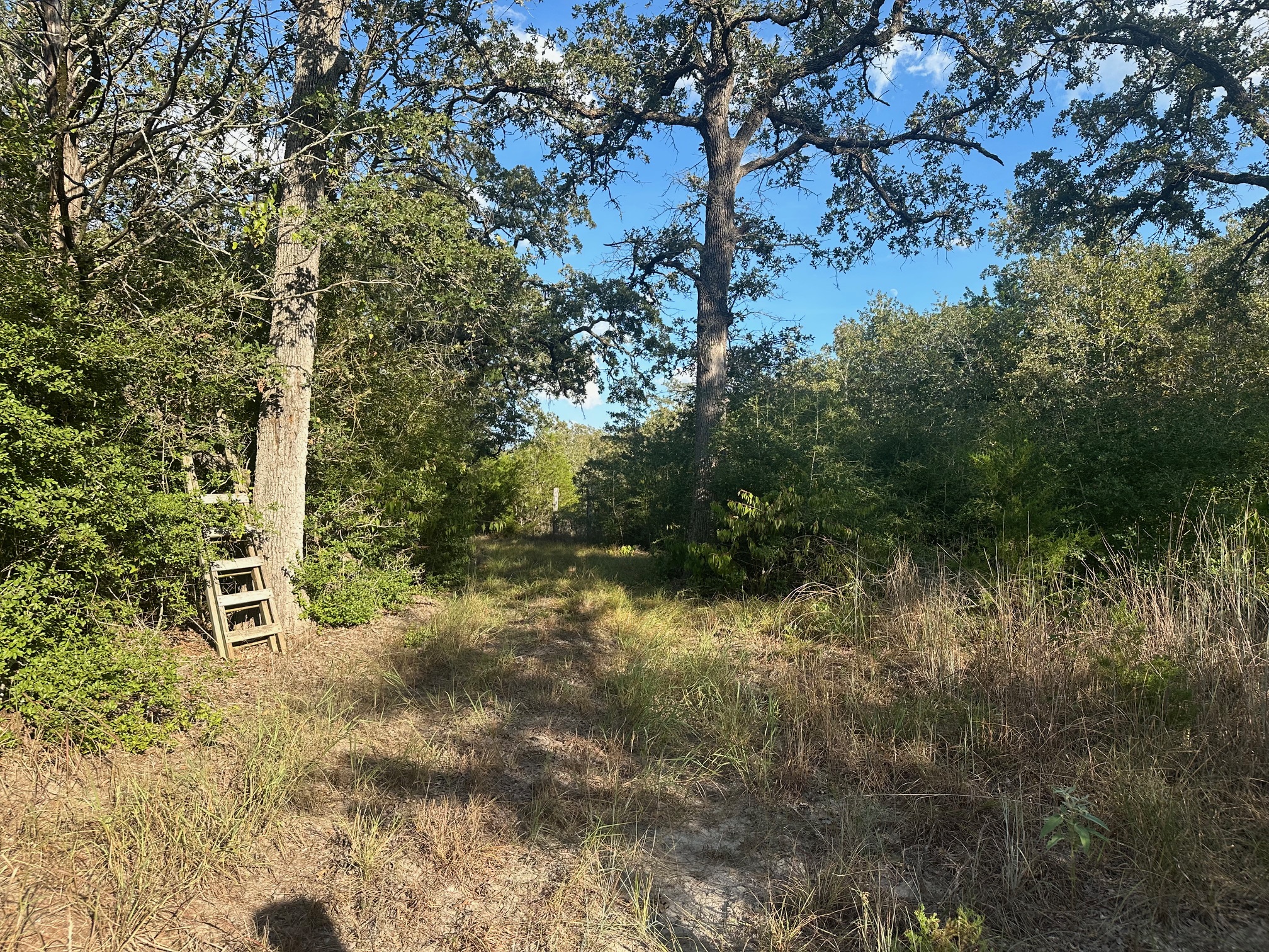 a view of a forest with a tree