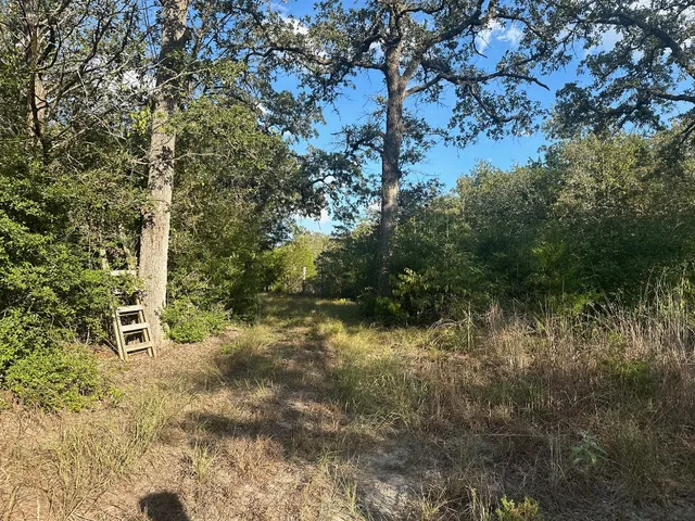 a view of a forest with a tree