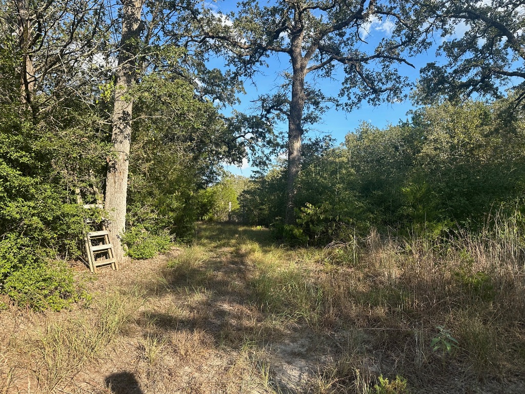 a view of a forest with a tree