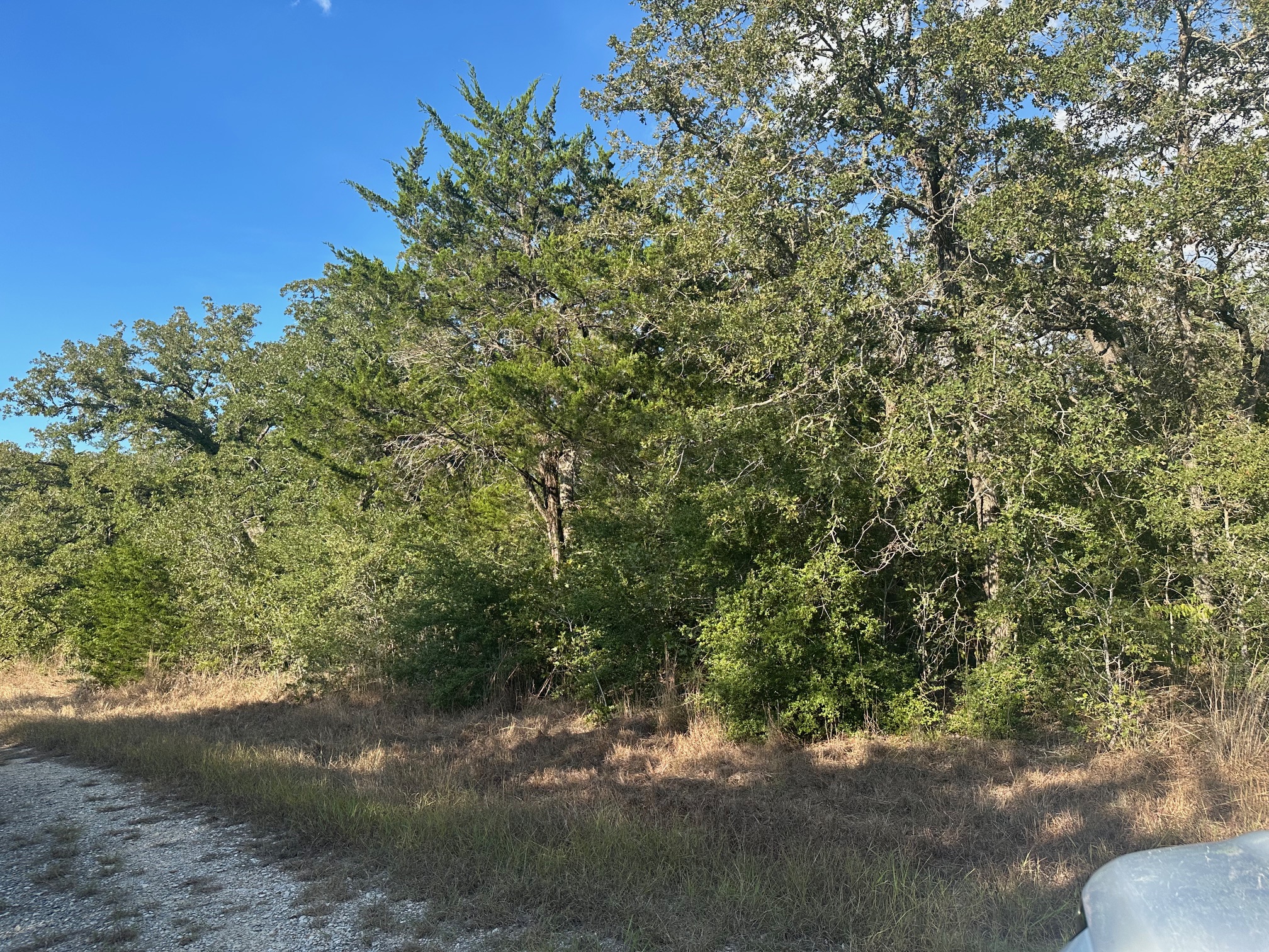 0 Rook Road West Point, TX 78963 - Photo 2 of 5 a view of a yard with a tree