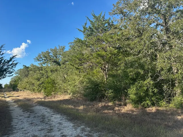 a view of a yard with a tree