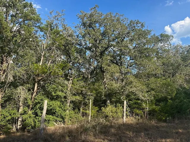 a view of a forest with a tree in the background