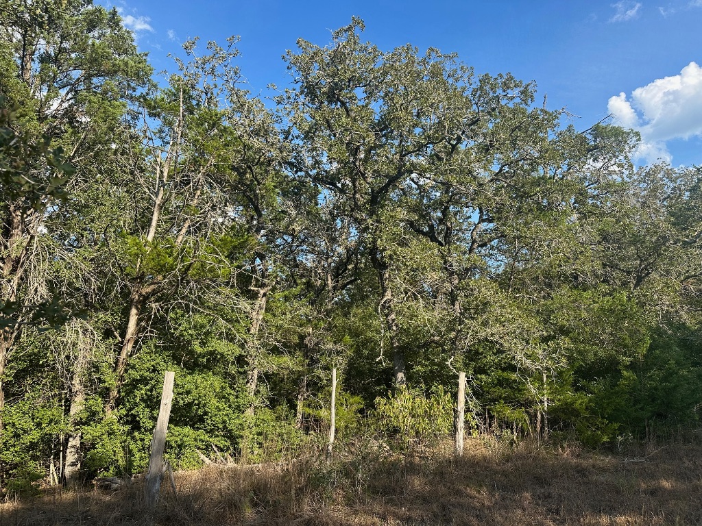 0 Rook Road West Point, TX 78963 - Photo 5 of 5 a view of a forest with a tree in the background