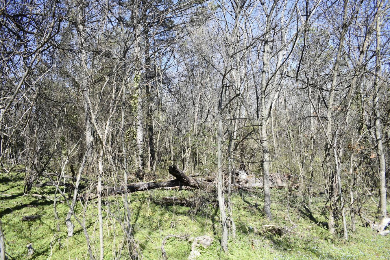 109 7th Street Rossville, GA 30741 - Photo 2 of 5 _DSC0662