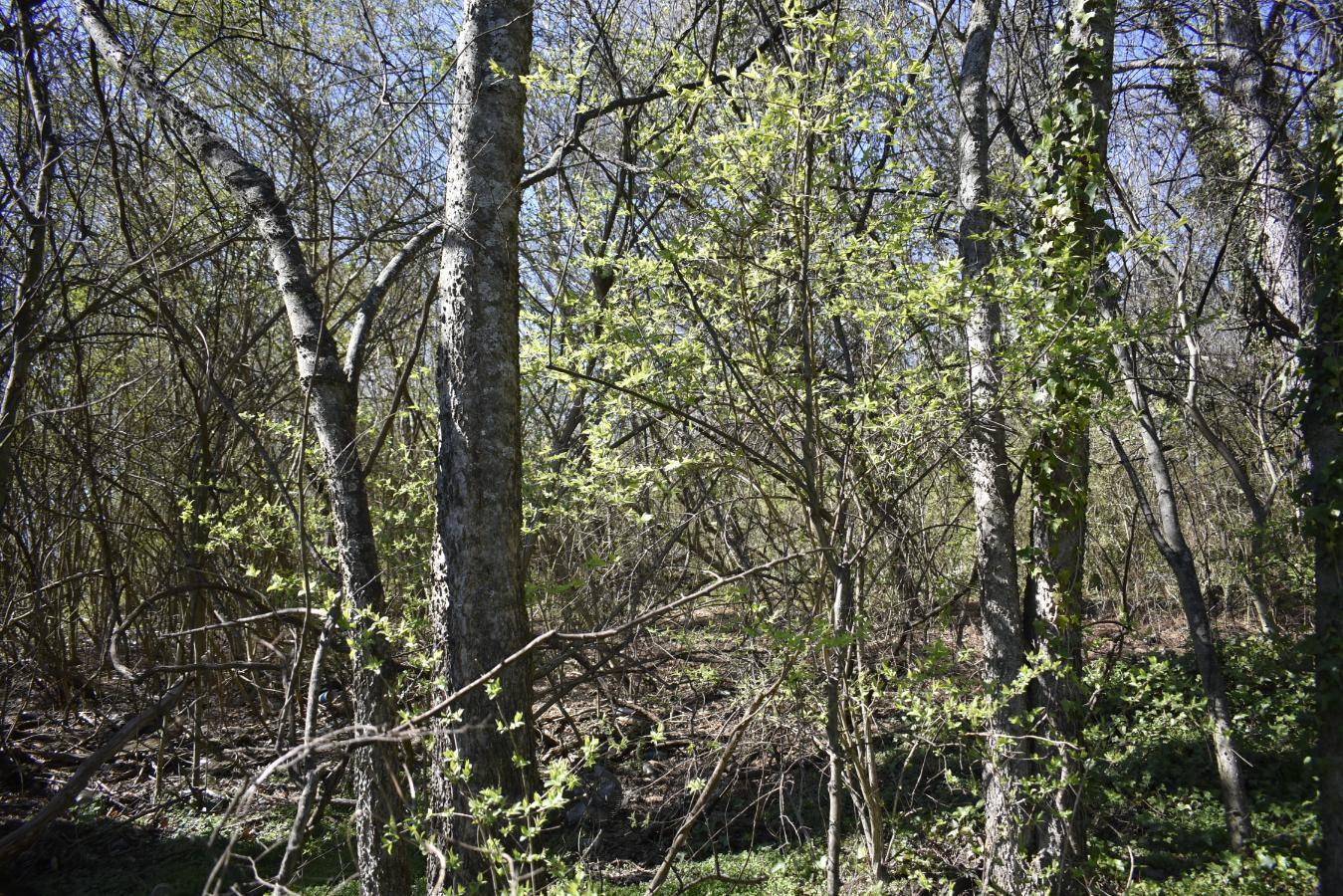 109 7th Street Rossville, GA 30741 - Photo 4 of 5 _DSC0667