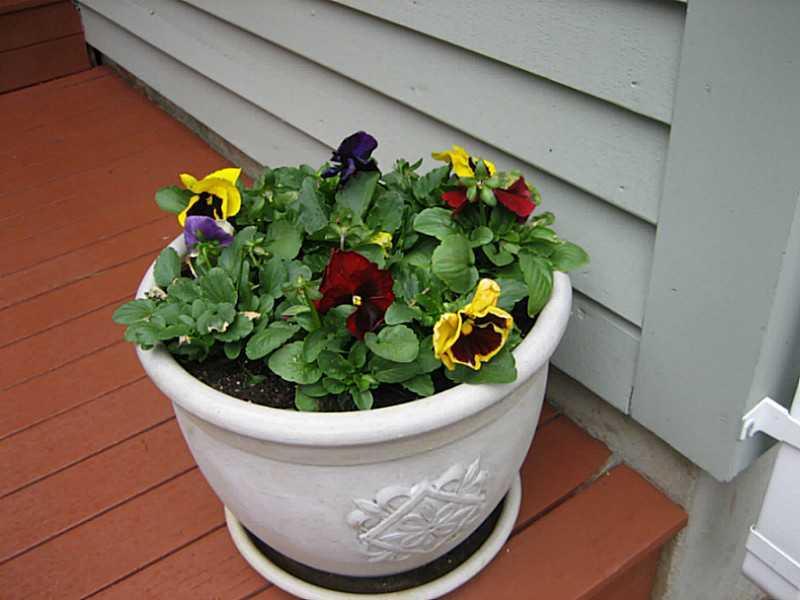70 Country Club Road Hollis Center, ME 04042 - Photo 18 of 22 Yard/Garden.
