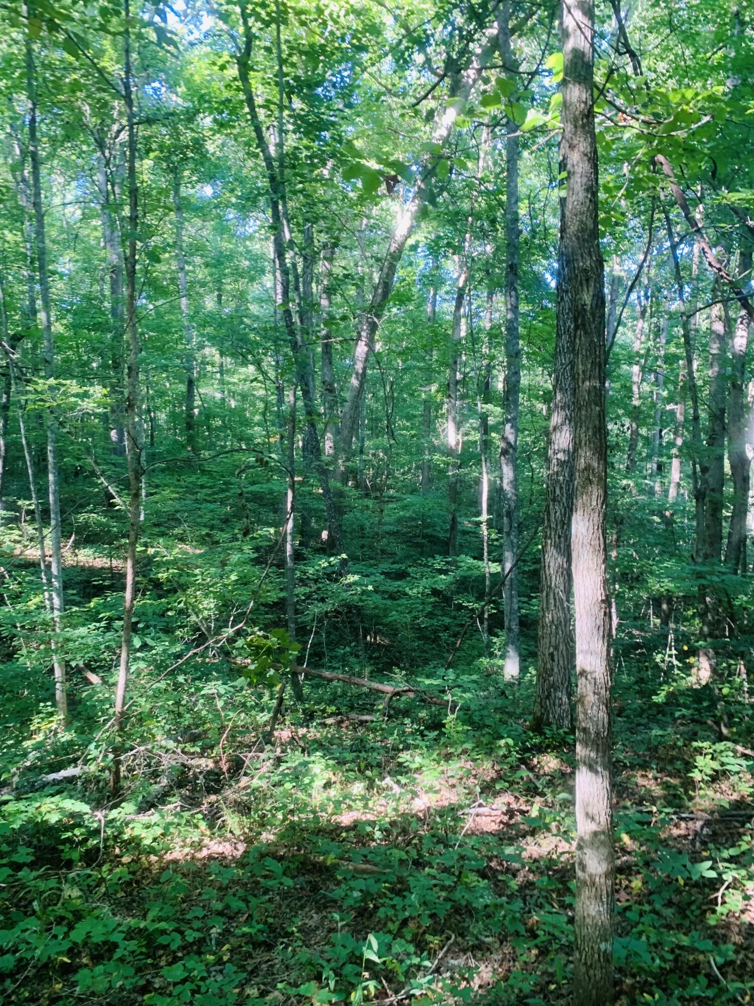 9999 West Adkins Arthur Road Somerset, KY 42501 - Photo 15 of 24 E94035A7-CFFA-4472-90CC-0F1EC0914D93