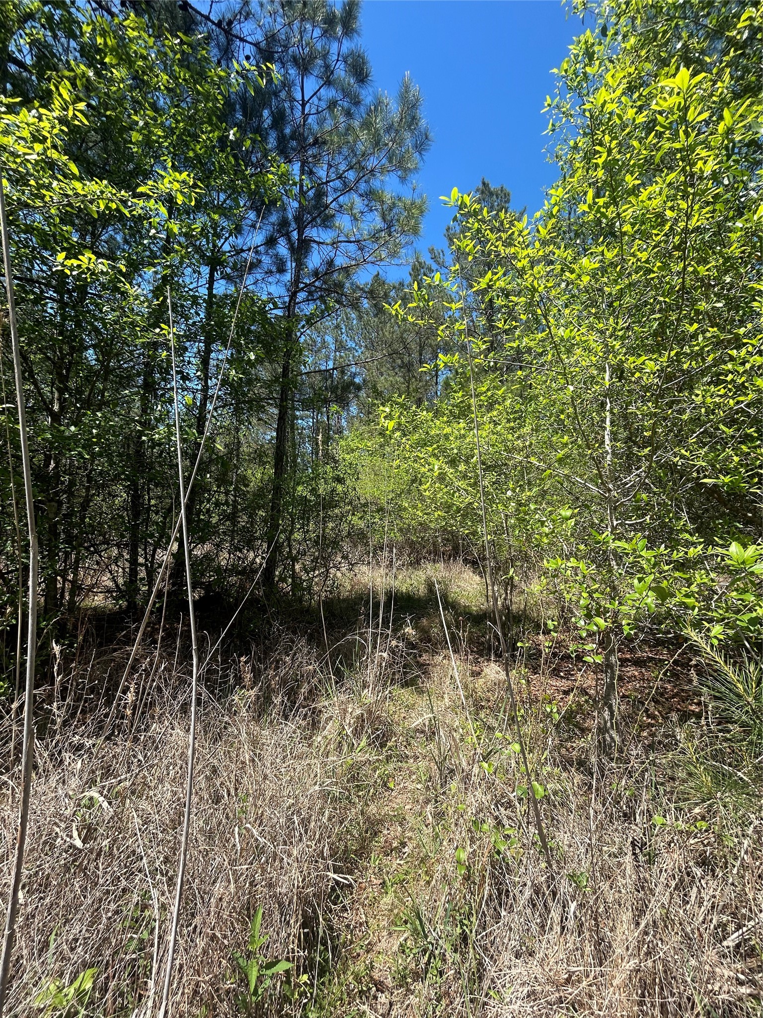 Lot 39 Carter Ranch Road Kountze, TX 77625 - Photo 11 of 13 a backyard of a house with lots of green space