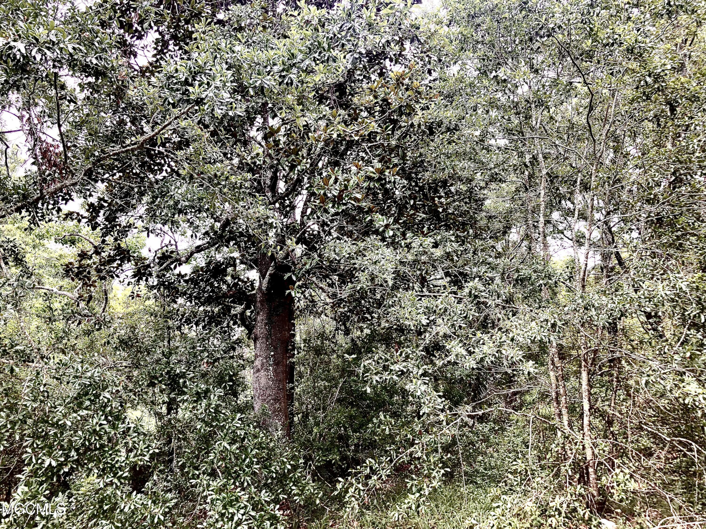 1413 Ladnier Road Gautier, MS 39553 - Photo 9 of 23 Bent Oaks