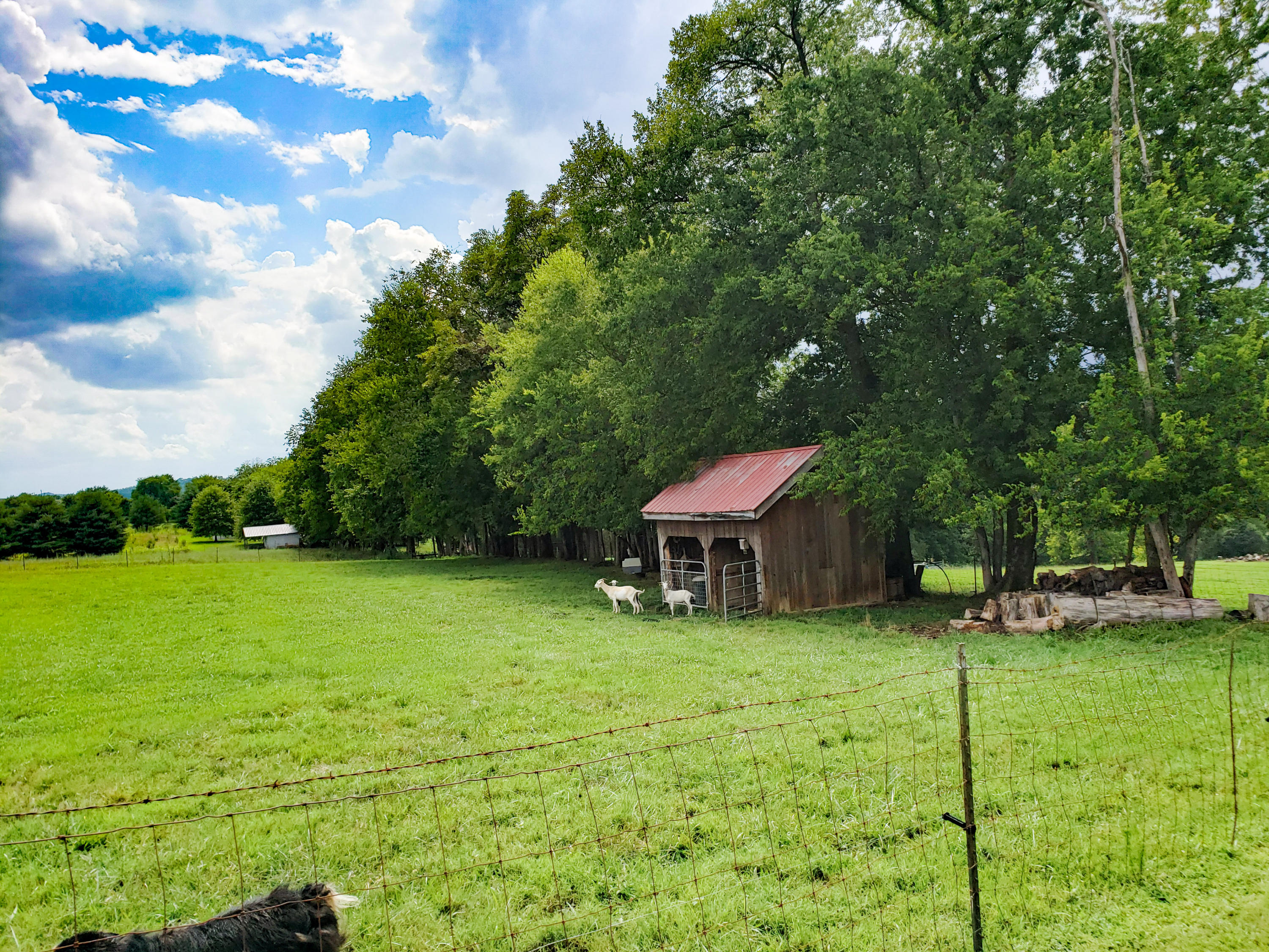 2135 Stockton Valley Road Philadelphia, TN 37846 - Photo 15 of 37 PSX_20200731_204722