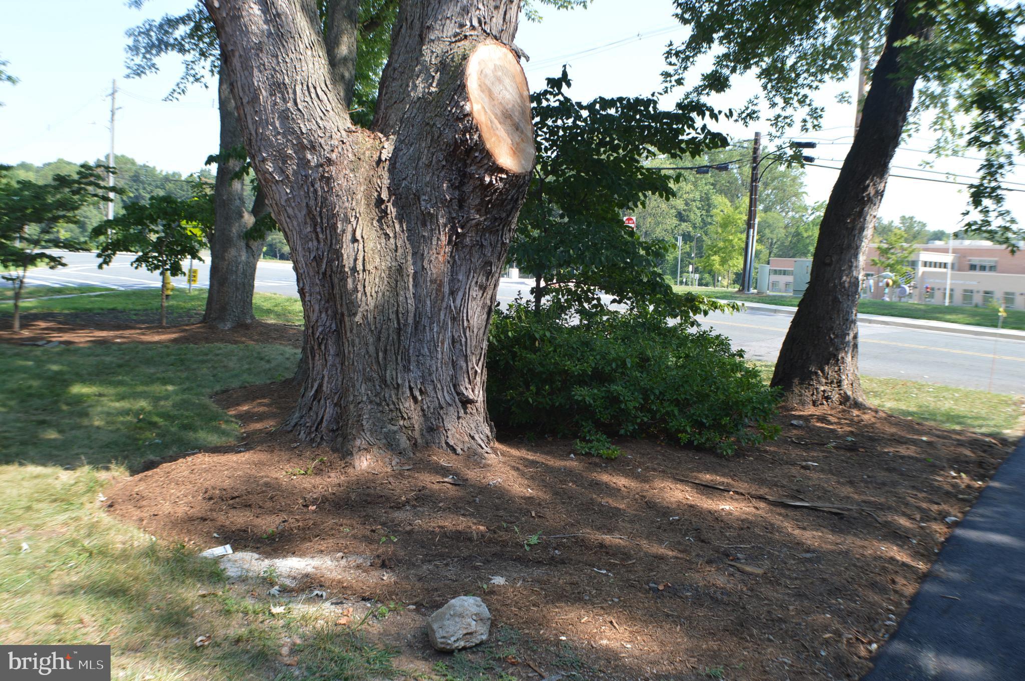 1990 Valley Road Annapolis, MD 21401 - Photo 11 of 74 professionally landscaped yard.