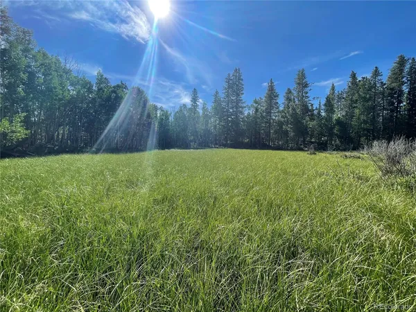 a view of dirt with trees