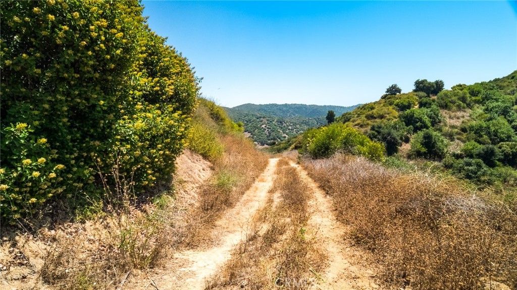 7099 Carbon Canyon Road Brea, CA 92823 - Photo 12 of 17 a view of a yard with a tree