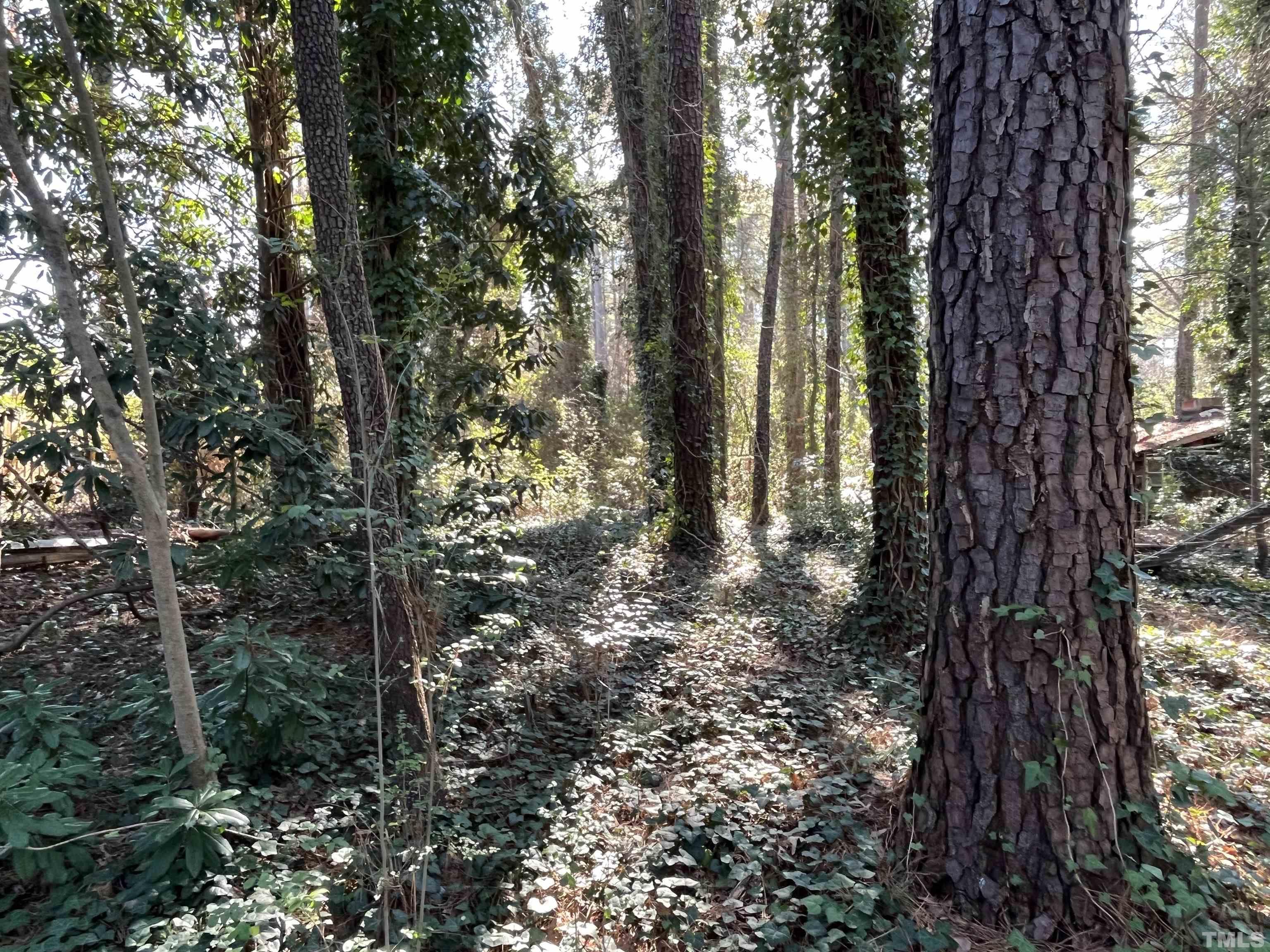 1209 Chaney Road Raleigh, NC 27606 - Photo 4 of 13 a view of forest
