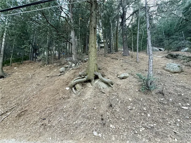 a view of a forest with trees in the background
