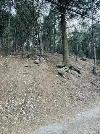 a view of a park with a tree