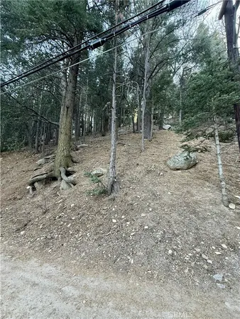 a view of a forest with trees in the background
