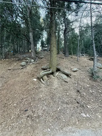a view of a forest with trees in the background