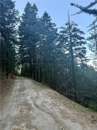 a view of a forest with trees in the background