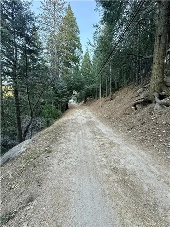 a view of a forest with trees in the background