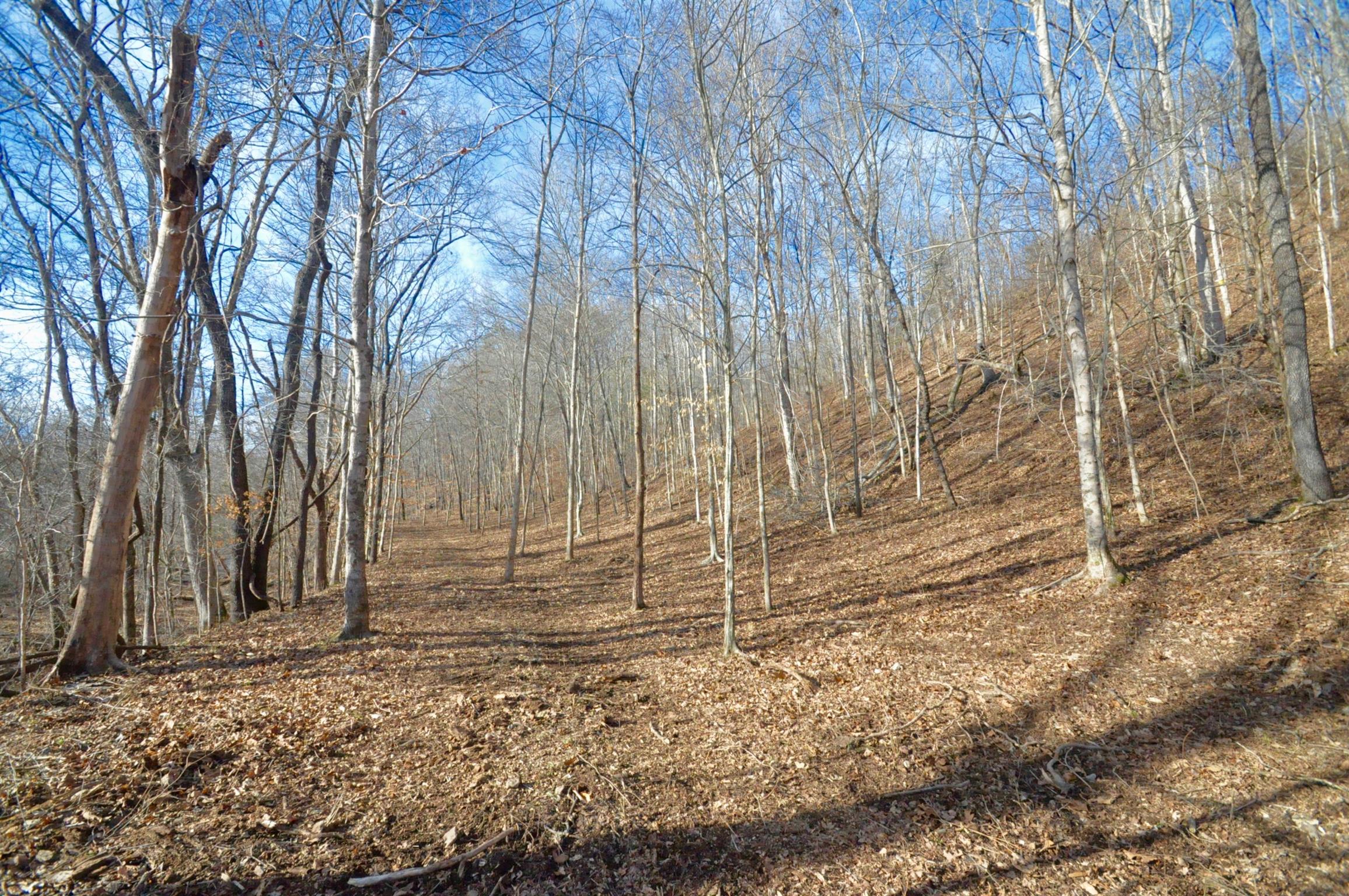 0 Raven's Ridge Road Summertown, TN 38483 - Photo 12 of 18 Gallery Image 12