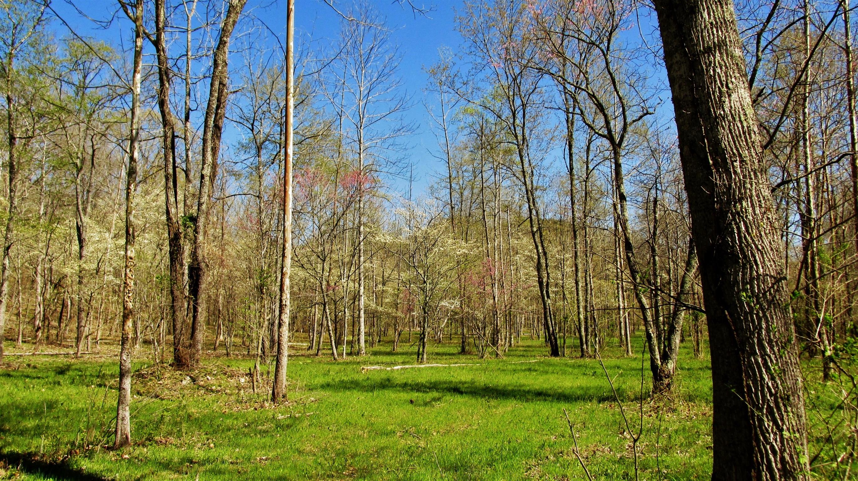 0 Raven's Ridge Road Summertown, TN 38483 - Photo 7 of 18 Gallery Image 7