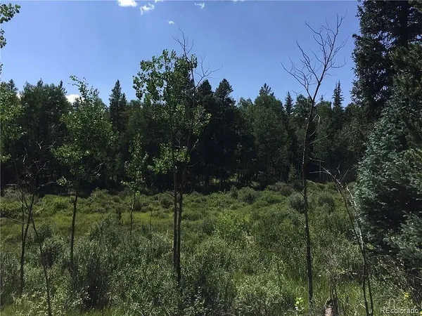 a view of a lush green forest