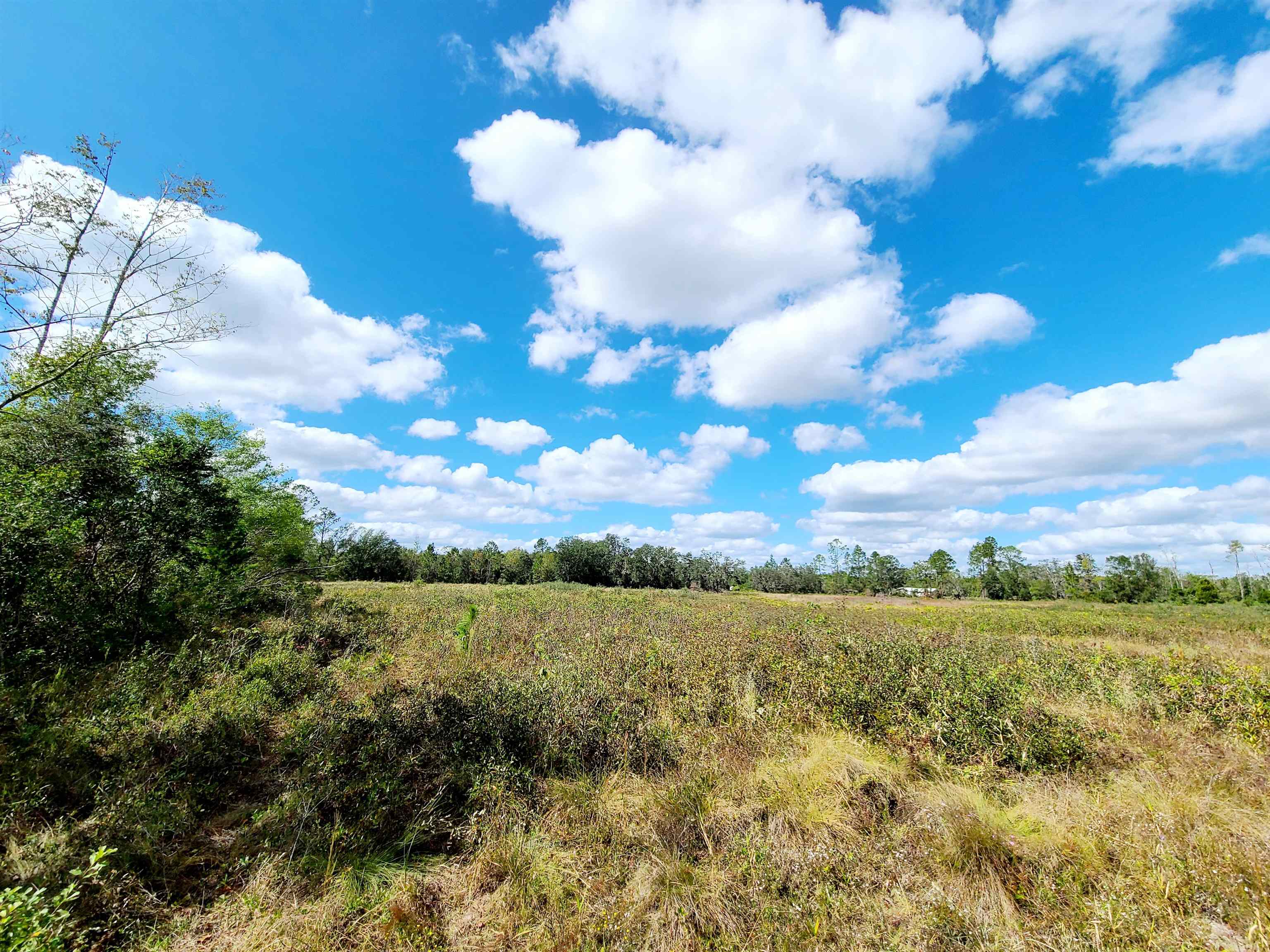 5651 Freeman Road Perry, FL 32348 - Photo 5 of 7