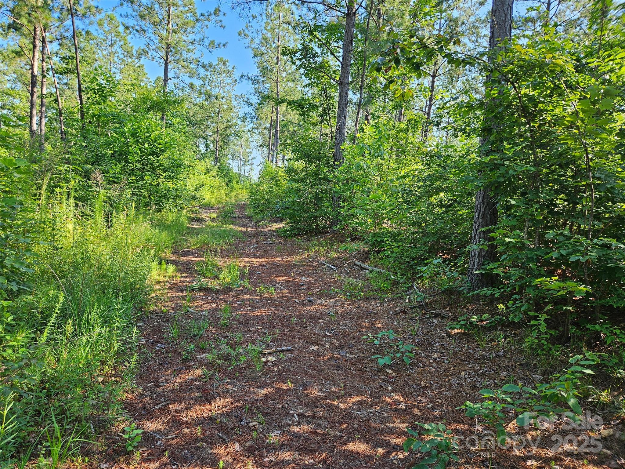 0 Bobby McKinney Road Union Mills, NC 28167 - Photo 1 of 18 a view of a yard with plants and a tree