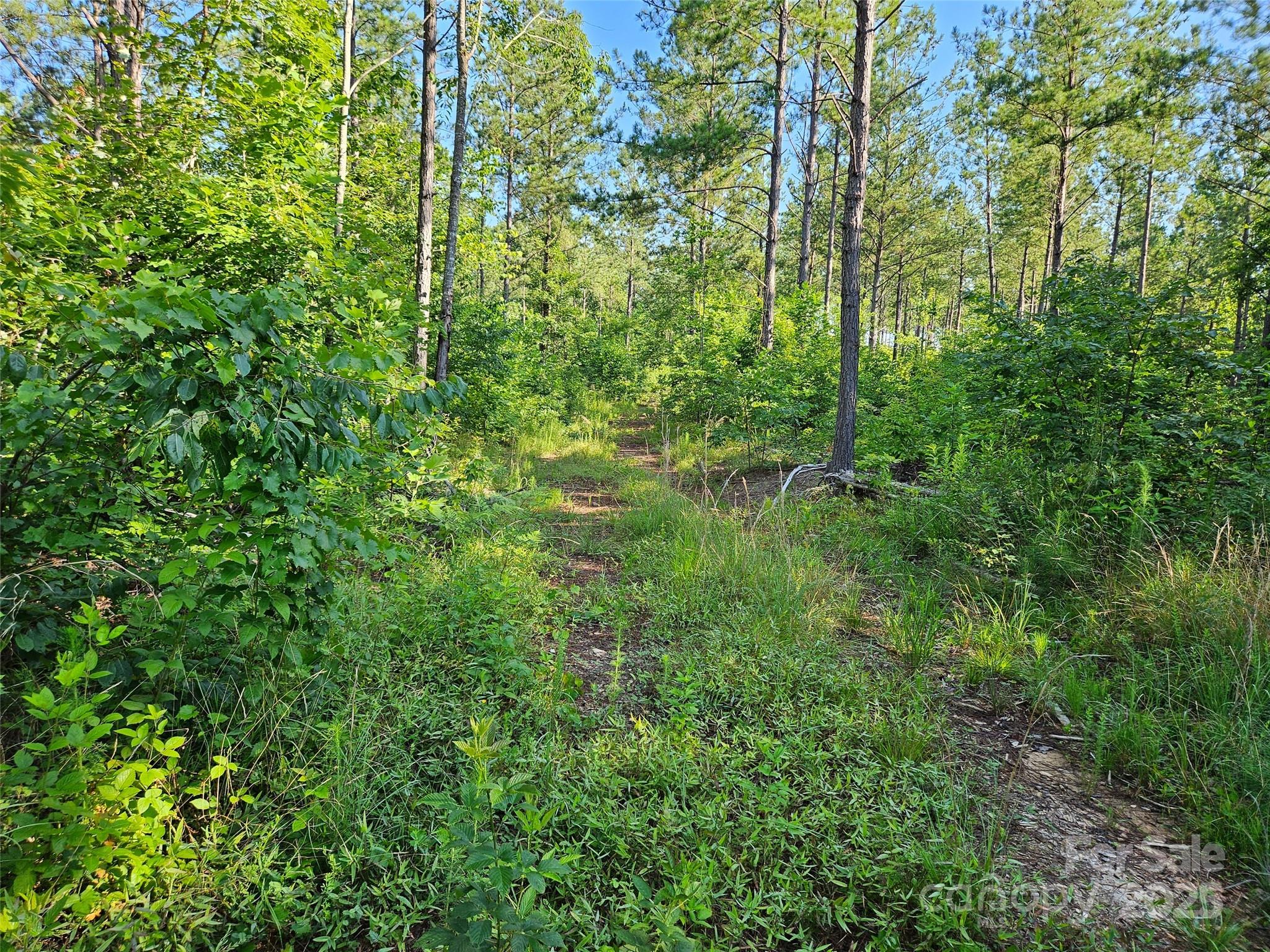 0 Bobby McKinney Road Union Mills, NC 28167 - Photo 12 of 18 a view of a lush green forest