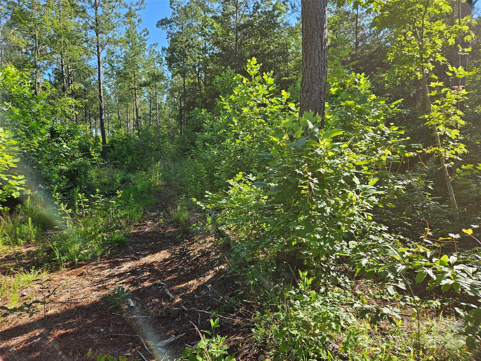 0 Bobby McKinney Road Union Mills, NC 28167 - Photo 13 of 18 a view of a lush green forest