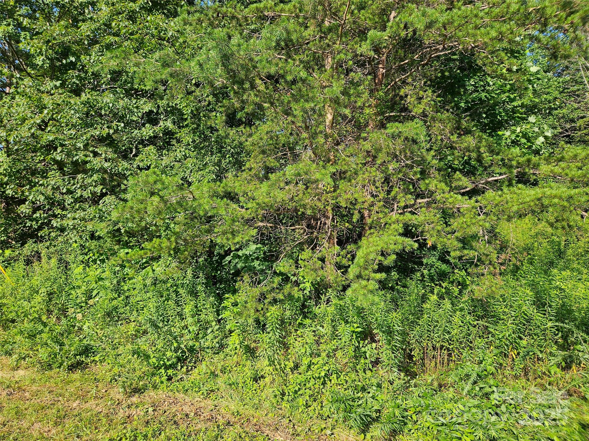 0 Bobby McKinney Road Union Mills, NC 28167 - Photo 16 of 18 a view of a large yard with plants and large trees