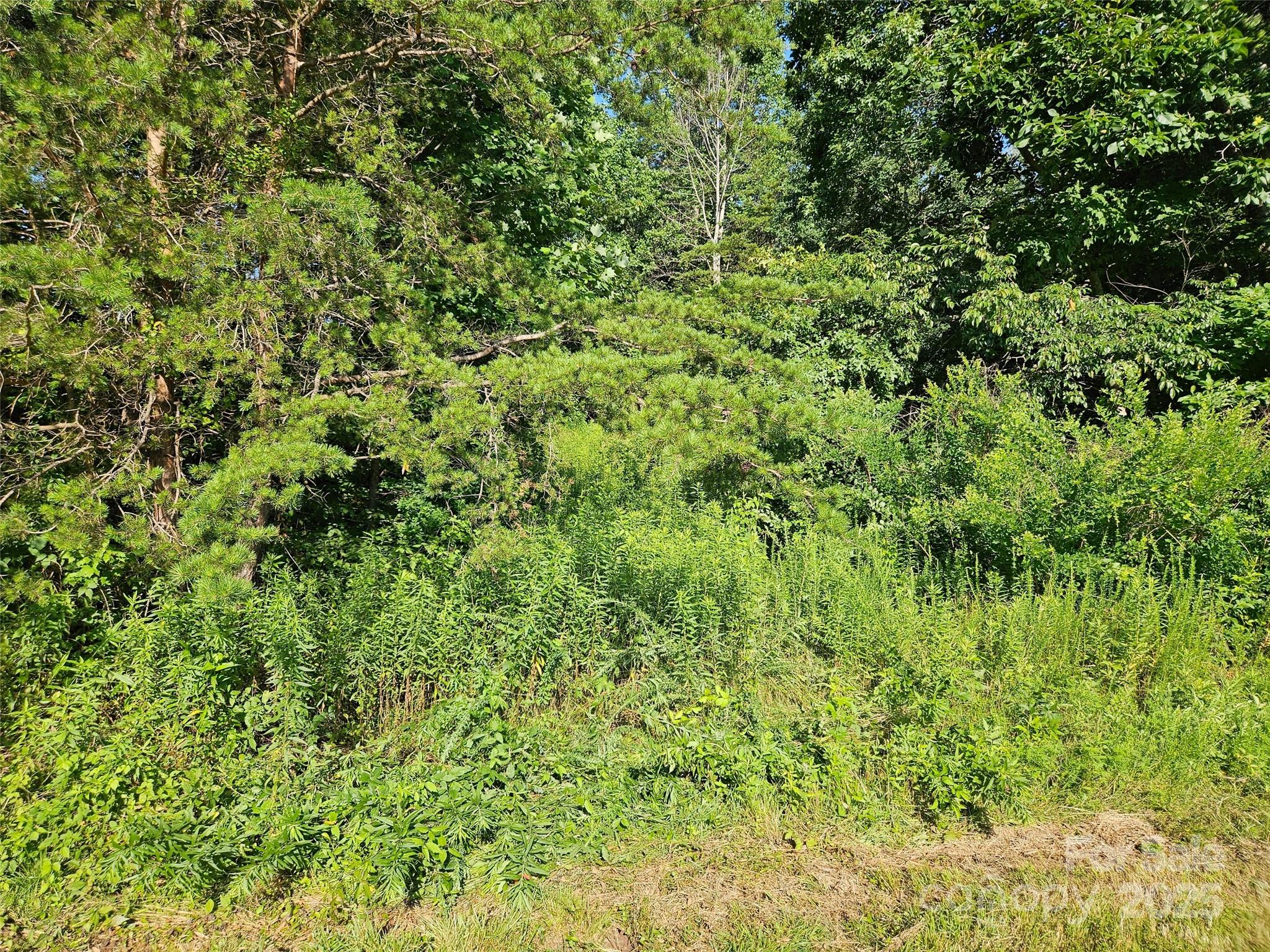0 Bobby McKinney Road Union Mills, NC 28167 - Photo 17 of 18 a view of a lush green forest with large trees