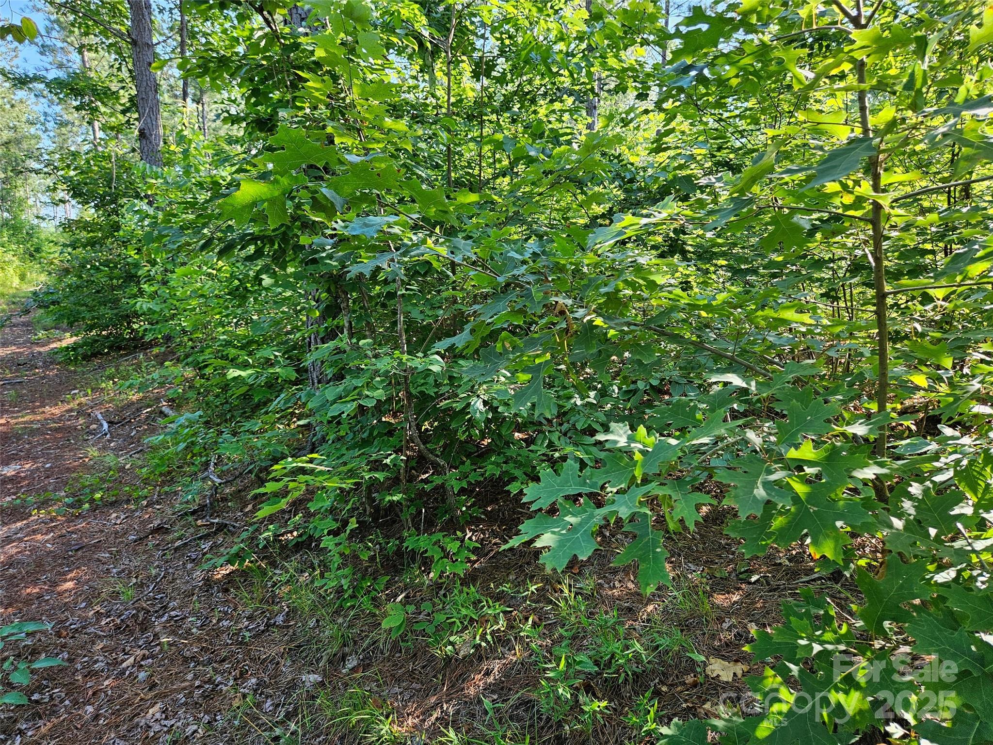 0 Bobby McKinney Road Union Mills, NC 28167 - Photo 2 of 18 a view of a plant