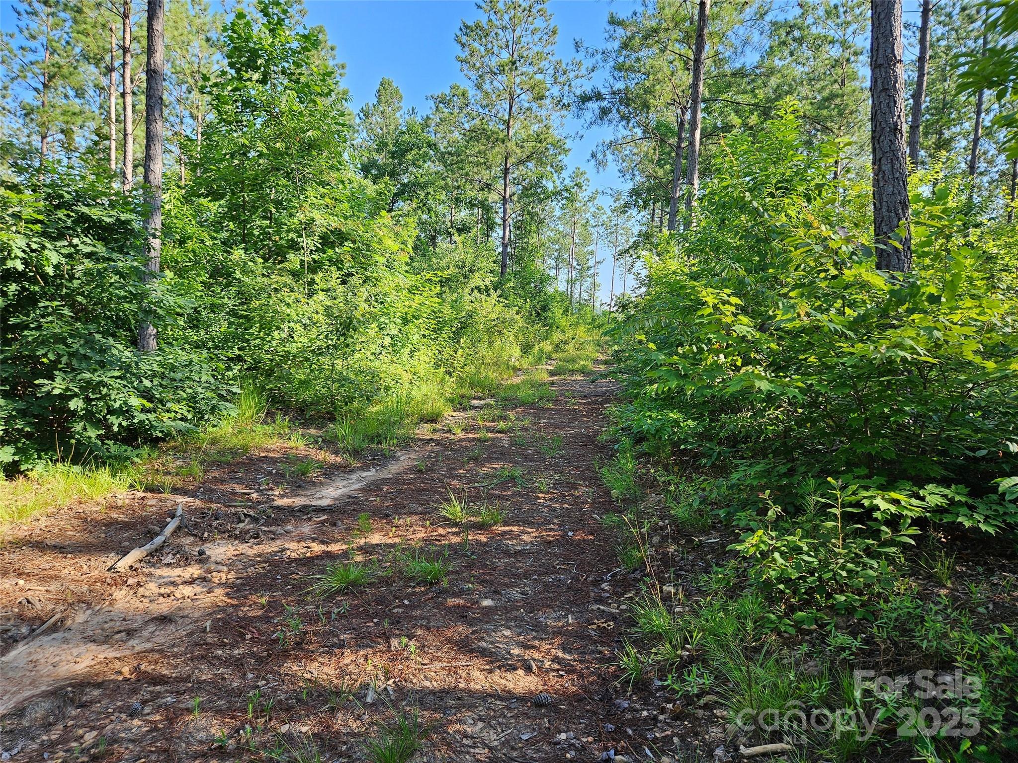 0 Bobby McKinney Road Union Mills, NC 28167 - Photo 5 of 18 a view of a yard with plants and large trees