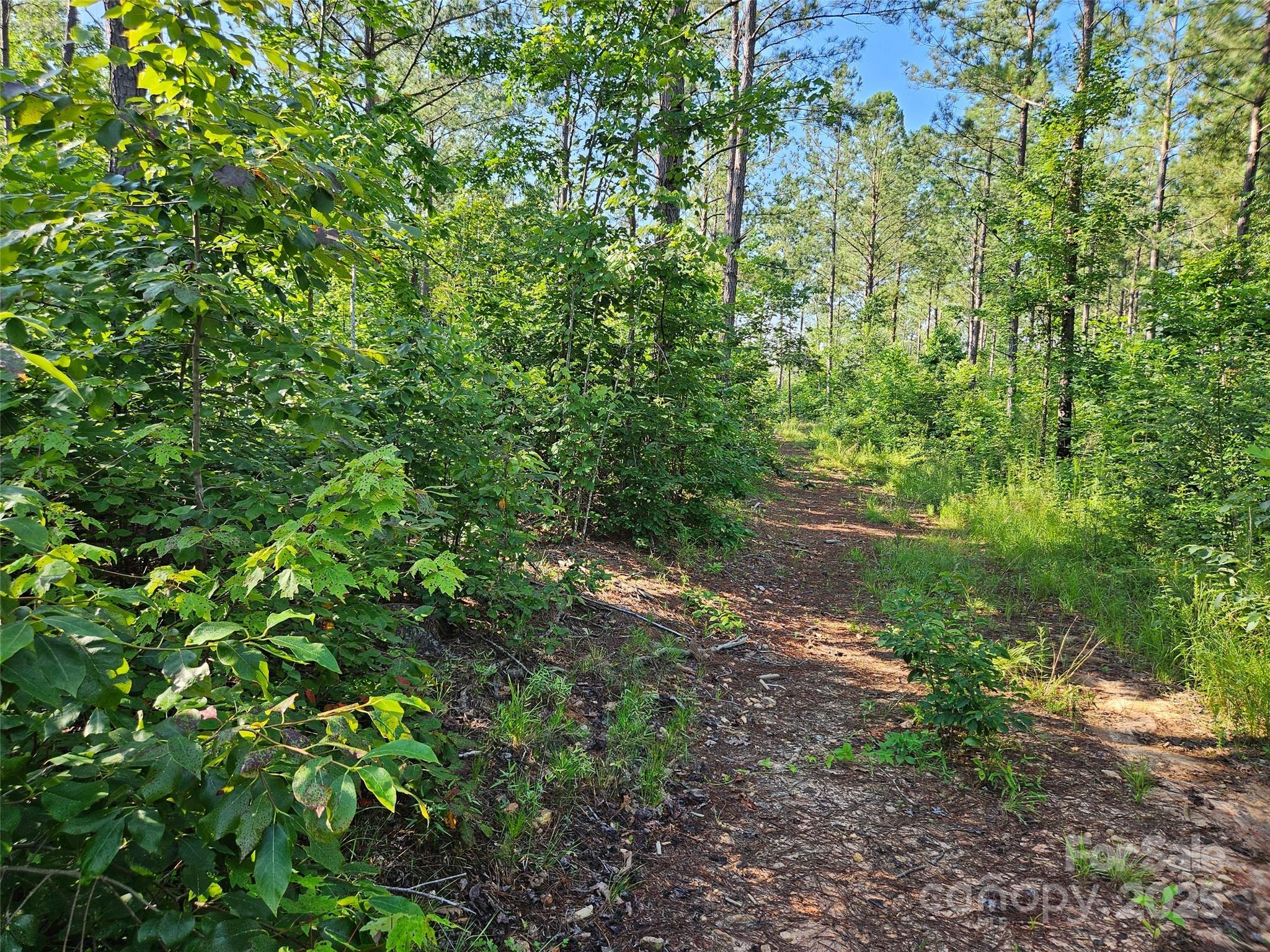 0 Bobby McKinney Road Union Mills, NC 28167 - Photo 6 of 18 a view of a forest with a tree