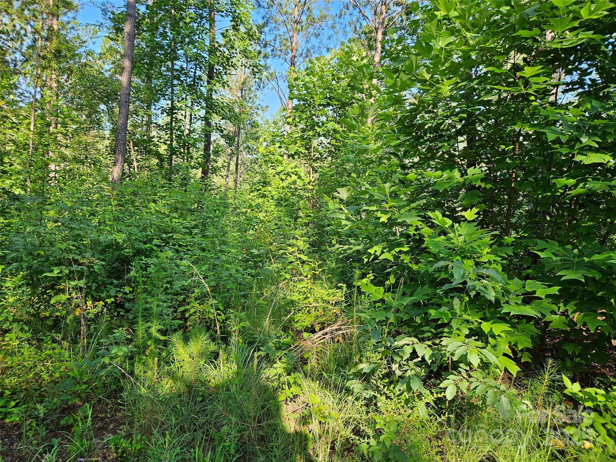 0 Bobby McKinney Road Union Mills, NC 28167 - Photo 7 of 18 a view of a lush green forest