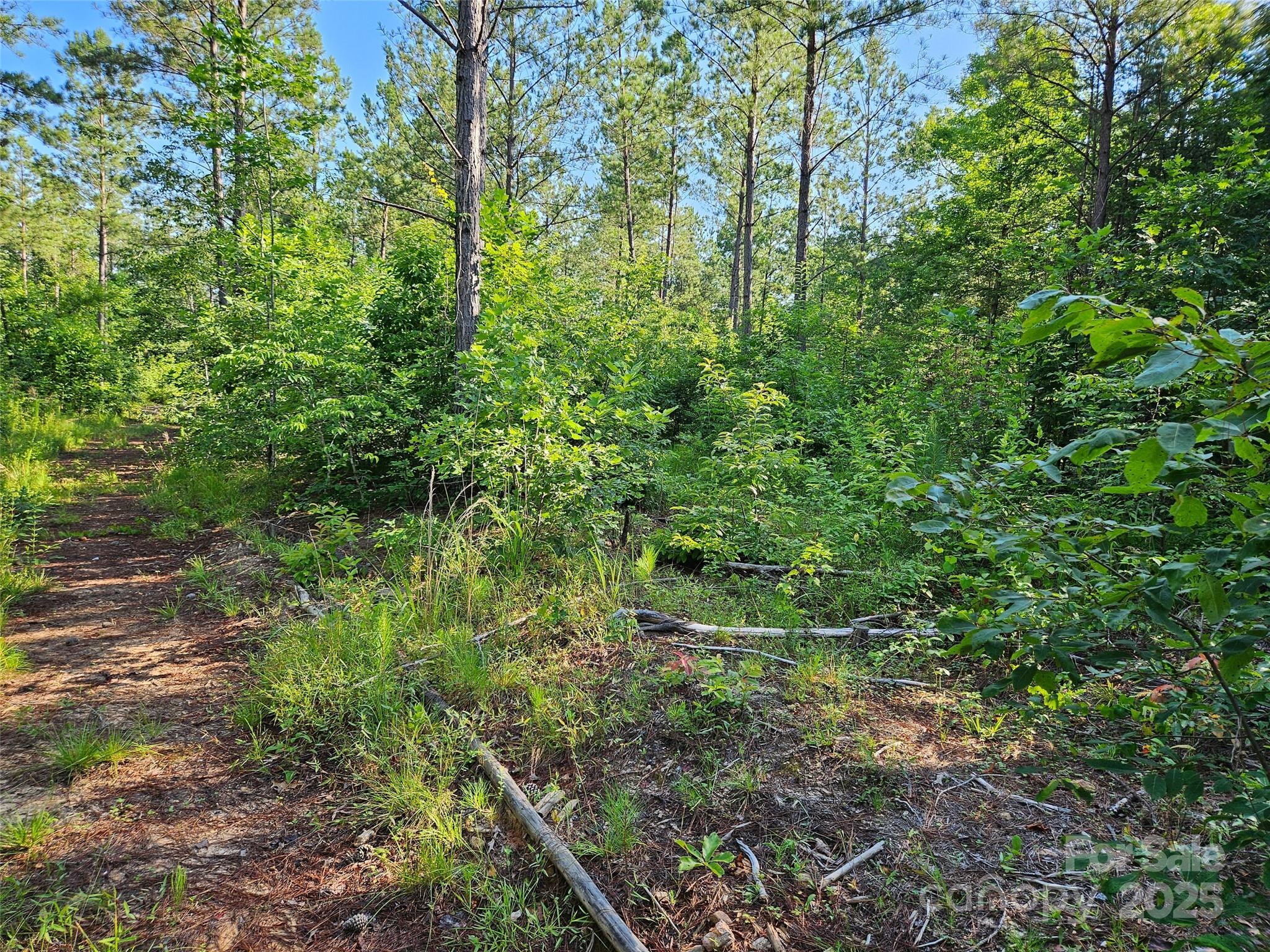 0 Bobby McKinney Road Union Mills, NC 28167 - Photo 9 of 18 a view of a lush green forest