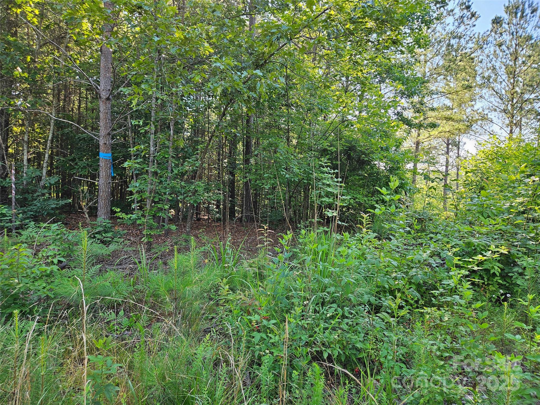 0 Bobby McKinney Road Union Mills, NC 28167 - Photo 10 of 18 a view of a lush green forest