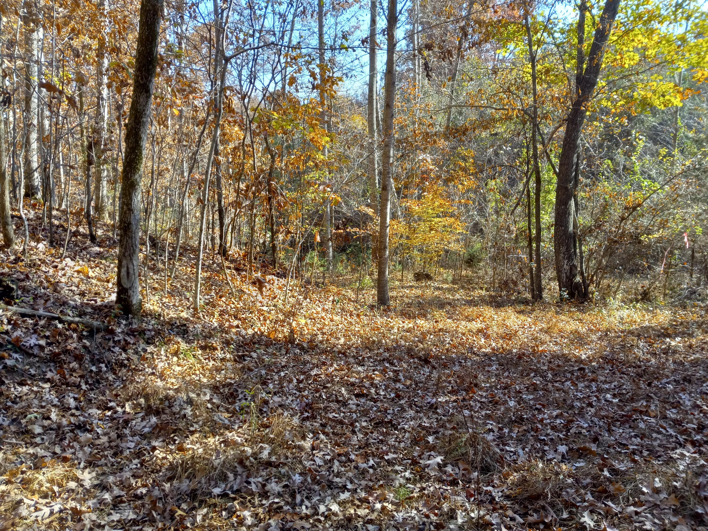 353 Bill West Road, Unit TR4 Limestone, TN 37681 - Photo 13 of 32 20231107_104232