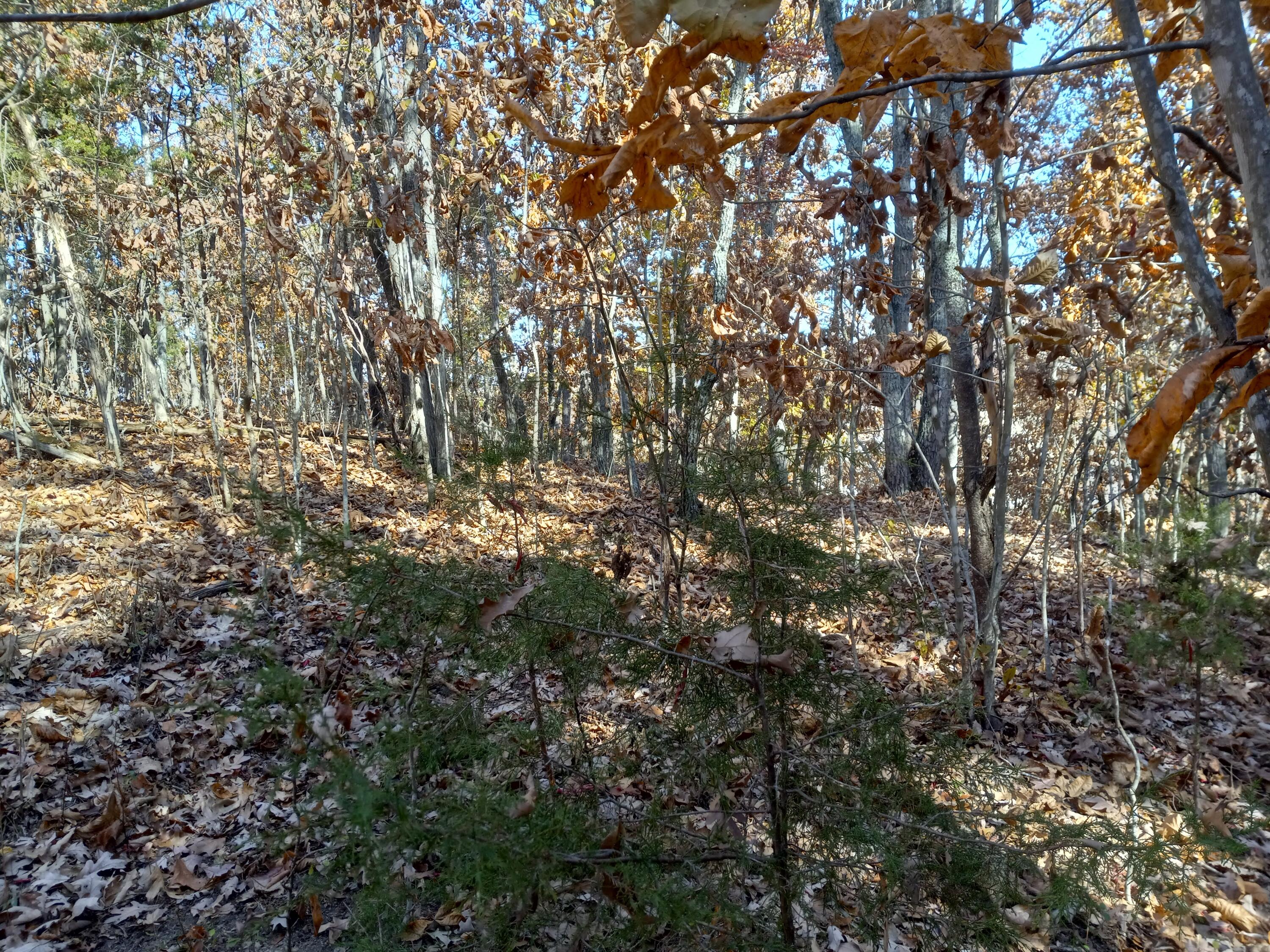 353 Bill West Road, Unit TR4 Limestone, TN 37681 - Photo 15 of 32 20231107_104638