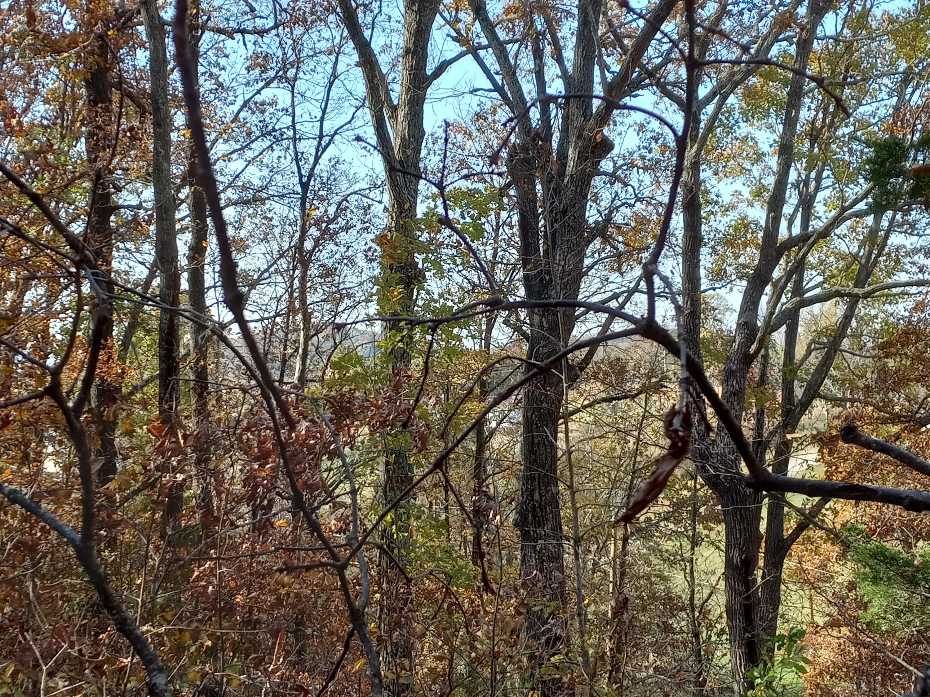 353 Bill West Road, Unit TR4 Limestone, TN 37681 - Photo 2 of 32 20231107_111442