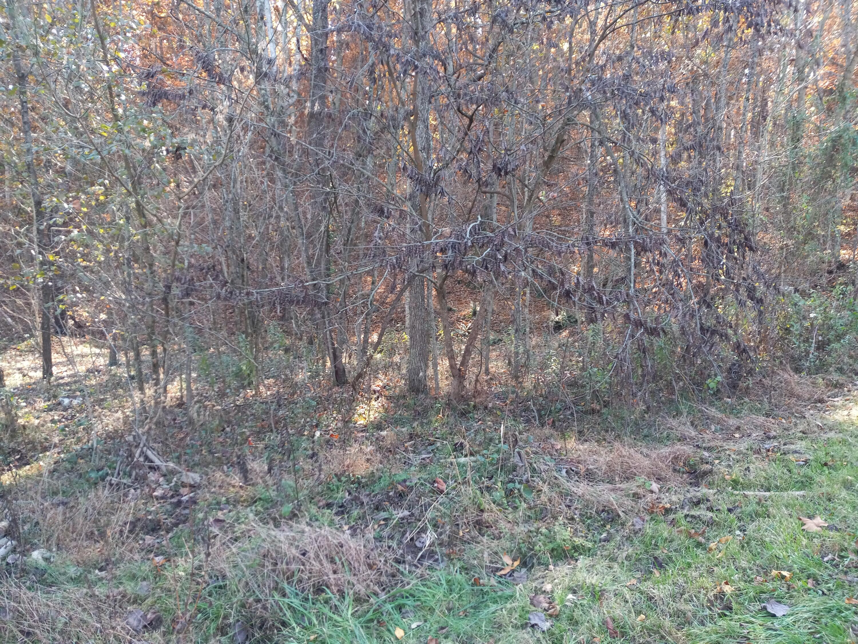 353 Bill West Road, Unit TR4 Limestone, TN 37681 - Photo 25 of 32 20231107_113807
