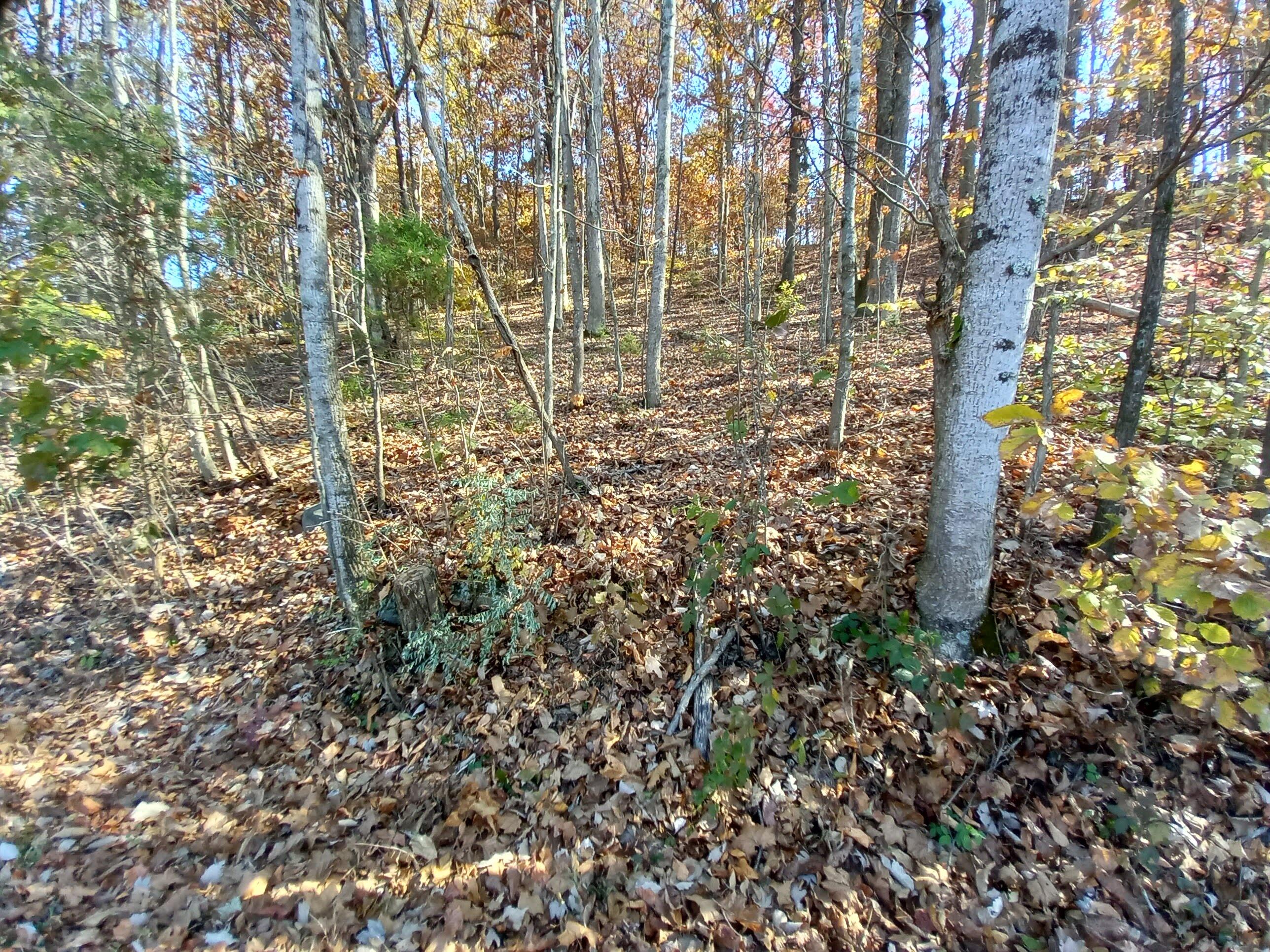 353 Bill West Road, Unit TR4 Limestone, TN 37681 - Photo 32 of 32 20231107_114019