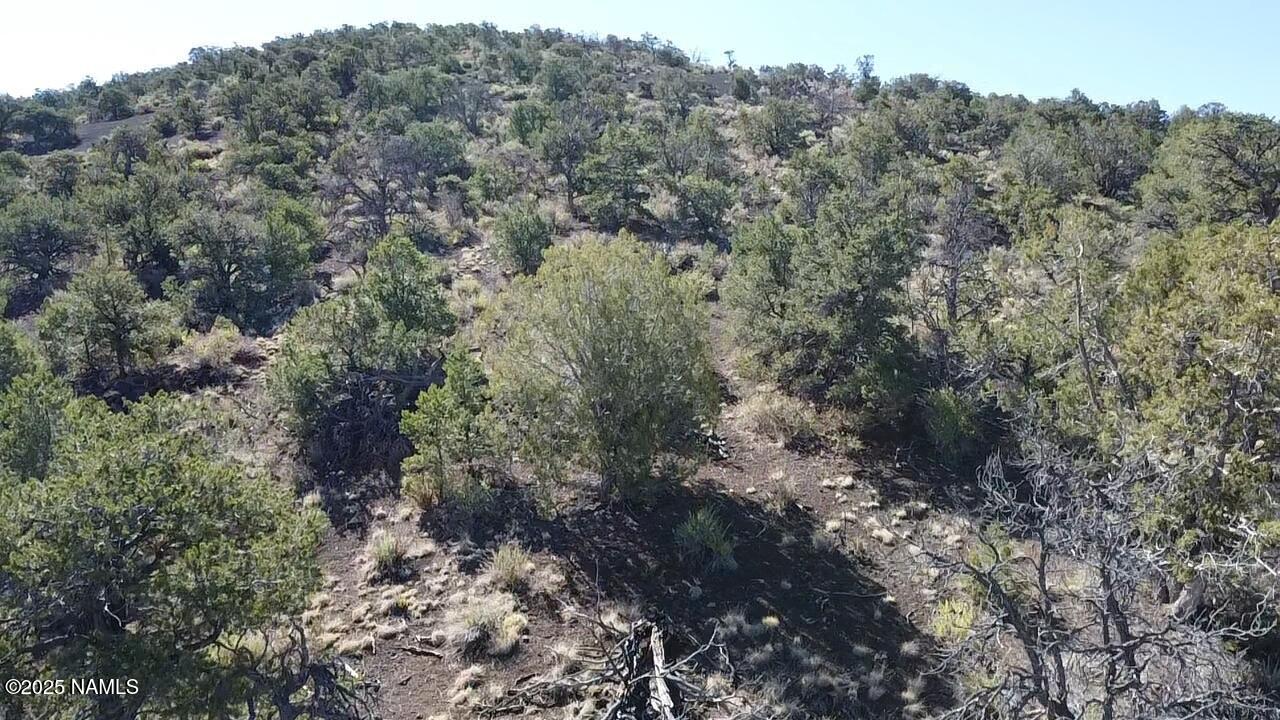 20202016 V No Name Road Williams, AZ 86046 - Photo 11 of 14 a view of a forest with lots of trees