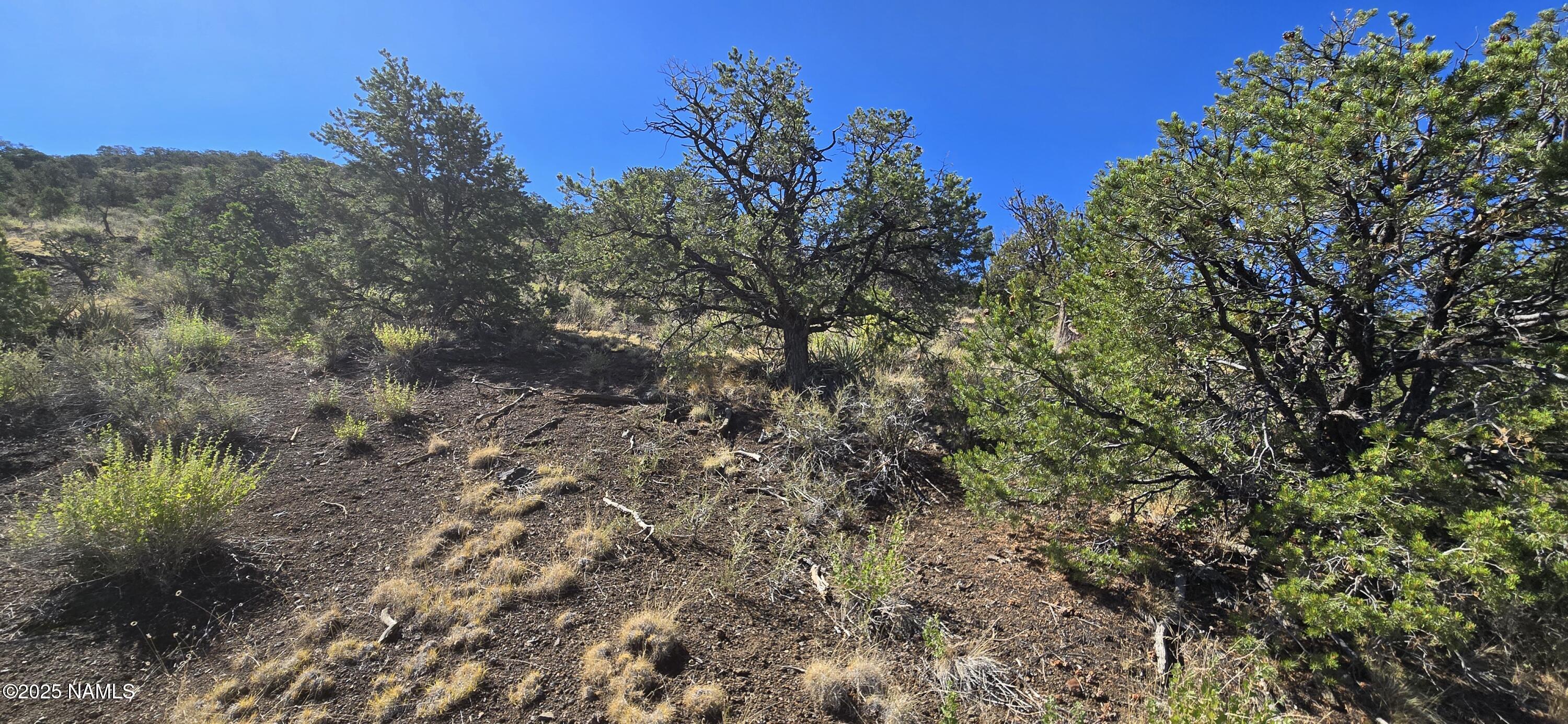 20202016 V No Name Road Williams, AZ 86046 - Photo 3 of 14 a view of a forest with a tree in the background