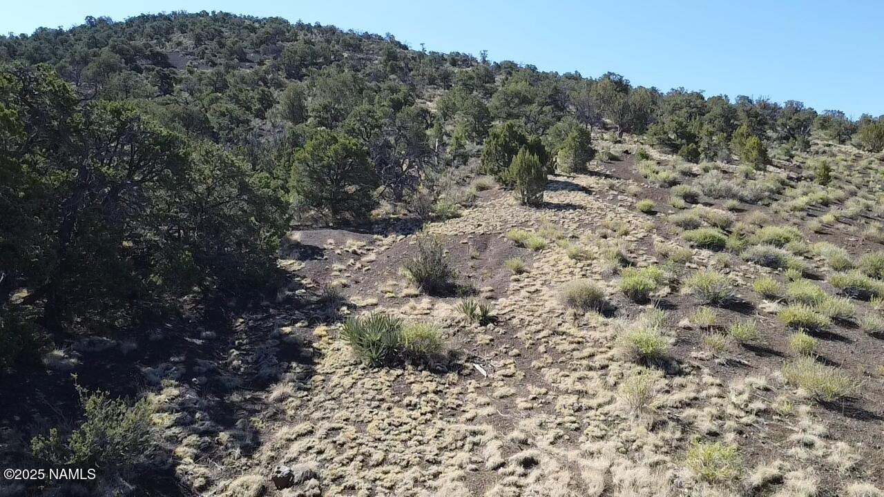 20202016 V No Name Road Williams, AZ 86046 - Photo 6 of 14 a view of a forest with a tree