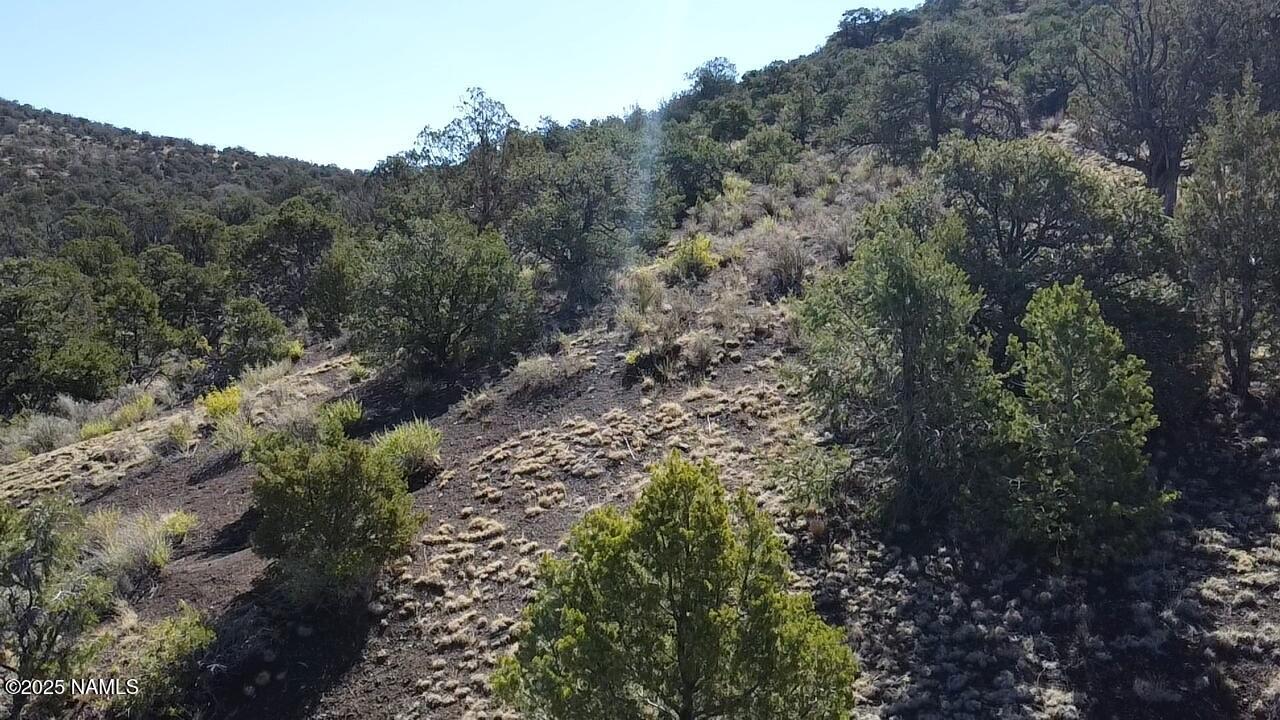 20202016 V No Name Road Williams, AZ 86046 - Photo 8 of 14 a view of a forest with lots of trees