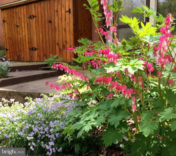 46 Lakeside Drive Greenbelt, MD 20770 - Photo 72 of 72 Owner's garden photo