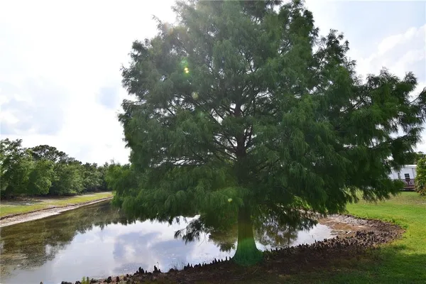 a view of a lake in middle of forest